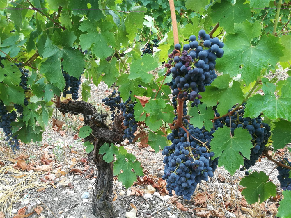 現在哪里批發紅酒最便宜